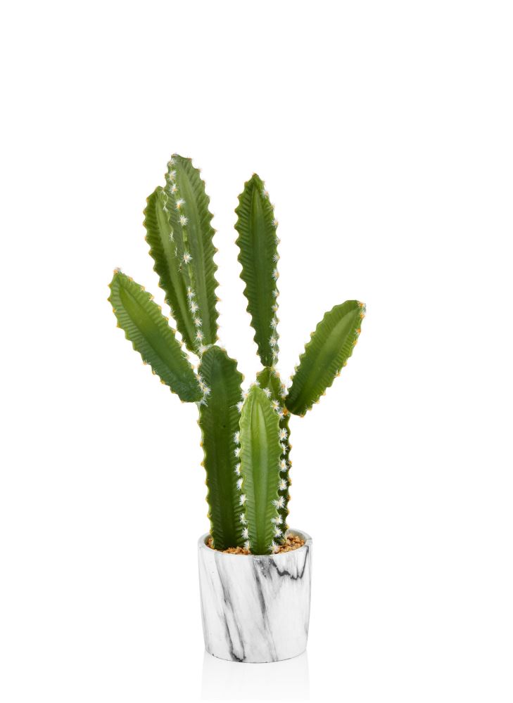mammillaria brevi plumosa Mammillaria plumosa “Feather Cactus” – Altman Plants main image 1
