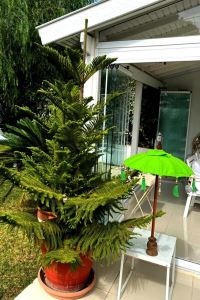 Prodiva Ahşap Ayaklı Dekoratif Bali Şemsiyesi - Yeşil